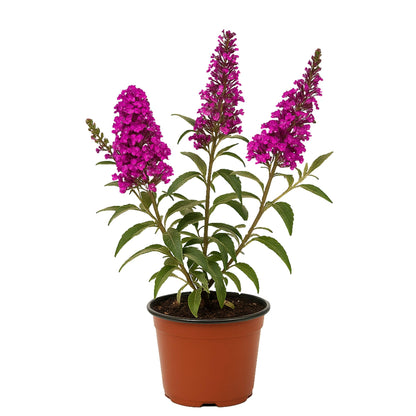 Easy to Grow Buddleia Butterfly Bush Buzz Hot Raspberry 1 Plant - Potted Perennial Flower in a Quart Pot, Summer Fragrant Magenta Pink Blooms in Sun