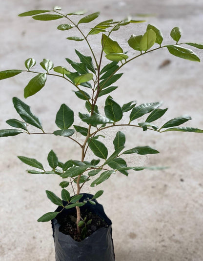 Longan (Dimocarpus Longan) Dragon Eye Tropical Live Fruit Tree(12ich-18inch) Arbol frutal