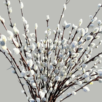 2 Dormant French Pussy Willow Trees Live Plants 6-12", Bare Root, Fast-Growing Cold Hardy, Dormant in Winter, 1 Year Old Willow