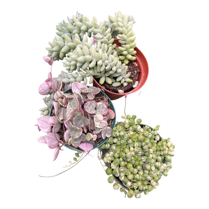 Succulent 3Pack String of Variegated Hearts, String of Variegated Pearls, Sedum Burrito All in 4in Pots All Full Live Plants Healthy and Lush