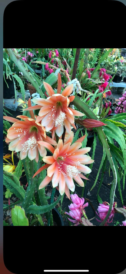 Organically Grown Fresh Stem Cuttings of Epiphyllum Orchid Cactus King Midas - Salmon Colors - Cutting About 8" ~ 10" Long with Printed Instructions