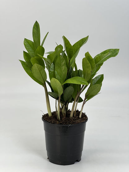 Live ZZ Plant in 5” White Duo-Tone Decorative Metal Pot | Indoor Houseplant, Easy Care| Low Maintenance Plant, Air-Purifying Houseplants