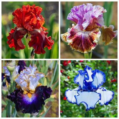 LBJDUYS Iris for Planting - Iris Mix Bulk - Magical Hardy Balcony Rare Species Ornamental Value (4)