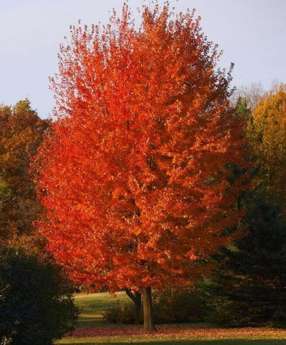 Autumn Blaze Maple Tree - 10-16" Tall Seedling - Quart Pot - Live Plant - Acer x freemanii 'Jeffersred'