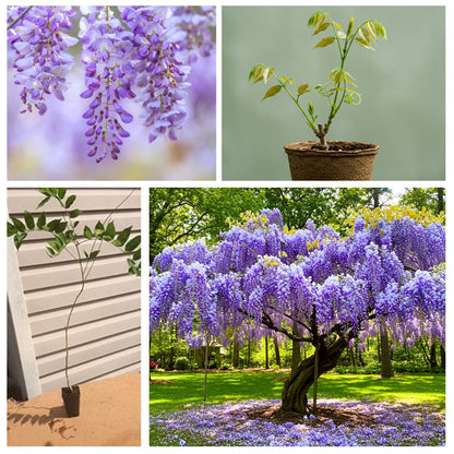 Purple Wisteria Seedlings for Planting - Live Tree Seedling to Grow - Wisteria sinensis - No Ship to California (1 Wisteria Plant)