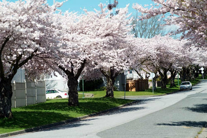 Live Plant - 2 Akebono Flowering Cherry Trees - Live Potted Plants - 6-12" Tall - 2.5" Pots