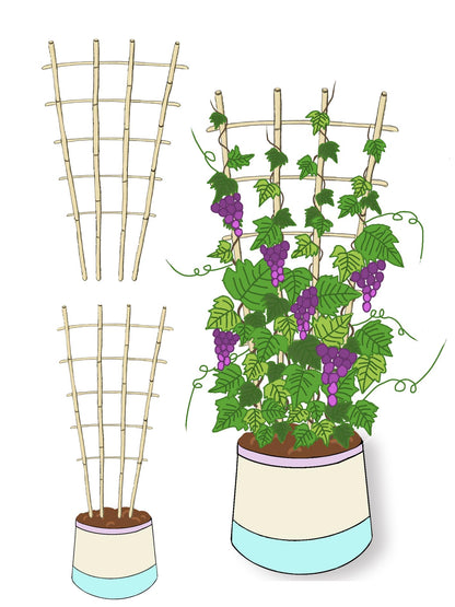 Natural Bamboo Trellis, 4.8Feet,3Pack,Fan-Shaped Plant Support Trellis for Outdoor and Indoor Potted Climbing Plants,Vegetables, Cucumber, Tomato, Hoya,