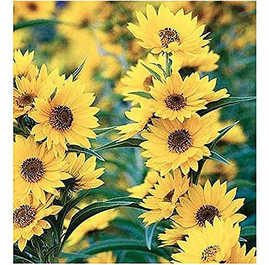 Maximilian Sunflower Seeds - Attracts Bees and Butterflies - Perennial Sunflower Native to North America, Approximtely 600 Seeds