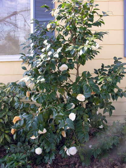 Live Plant - White by The Gate Camellia Japonica - Starter Plant
