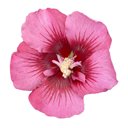 Proven Winners Red Pillar Rose of Sharon (Hibiscus syriacus) Live Plant, 4.5" Qt, 4 Pack