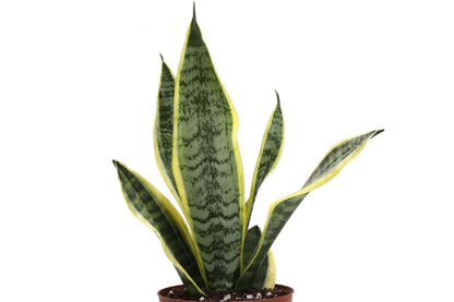 Thorsen's Greenhouse Low Light Houseplant Set, Easy Care Plants, Set of 3 Plants, Live Indoor Plants, 4" Diameter, Classic Pots (Brushed Silver)
