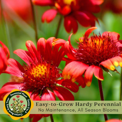 Clovers Garden Blanket Flower Arizona Red Shades (Gaillardia) Plants – Two (2) Live Plants – Non-GMO - Not Seeds - Each 4" to 8" Tall – in 4" Inch Pots – Hardy Flowering Perennial