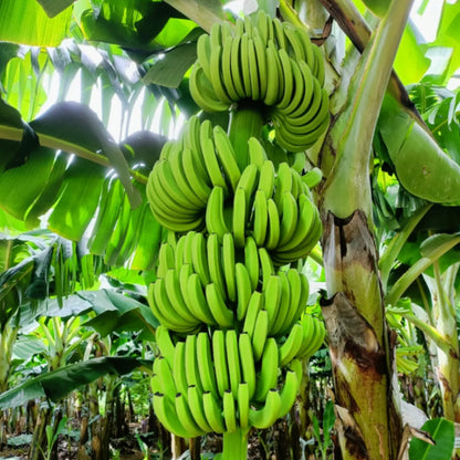 Grand Nain Banana Tree Starter, Live Banana Plant 5 Inches Height Bareroot, Fruit Tree Live Plant