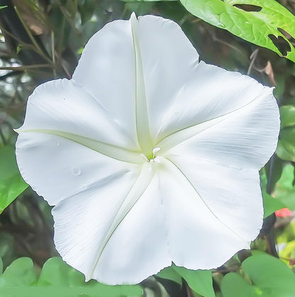 White Moonflower Vine Seeds - Climbing Vine Up to 15' - Fragrant, Blooms in the Evening