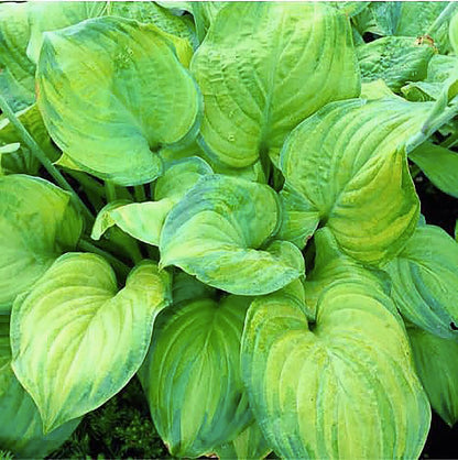 August Moon Hosta - Shade Plant, 20" Tall 42" Wide, Lush Green Foliage, Ideal for Low Light Areas, Low Maintenance, Perfect for Garden Beds & Shade Gardens