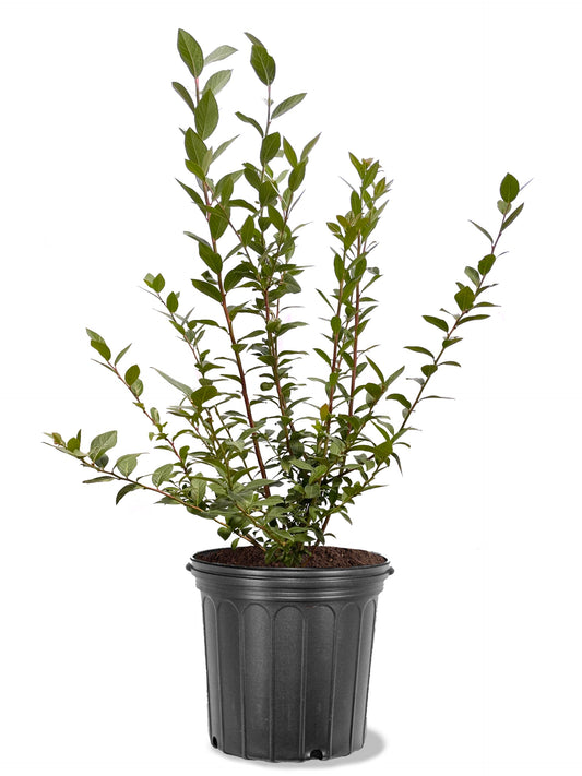 American Plant Exchange Blueberry Bush, Climax Rabbit Eye, 5 Gallon Pot, 1-2ft Tall, Large Outdoor Landscape Garden Shrub, Live Fruiting Plant, Fast Growing