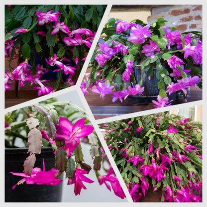 Christmas Cactus Plants Live, Flowering Thanksgiving Cactus with Vibrant Blooms, 4-7'' Tall, Easy-Care Indoor Houseplant (Purple Blooms)