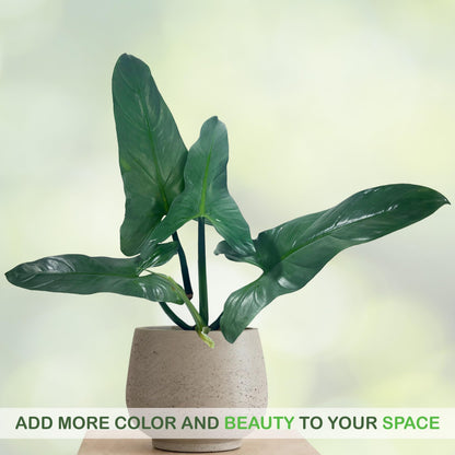 LEAL PLANTS ECUADOR Philodendron Hastatun 'Silver Sword', Stunning Metallic Sheen & Elegant Climbing Habit,Tropical Houseplant, Perfect for Home Decor, Unique Gift for Plant Lovers