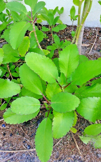 Kalanchoe Pinnata, Life Plant, Goethe, Miracle Leaf Rooted Plant ●Live Plant ● 1 Kalanchoe Plant Live Rooted Plant 4 to 6 Inc Tall