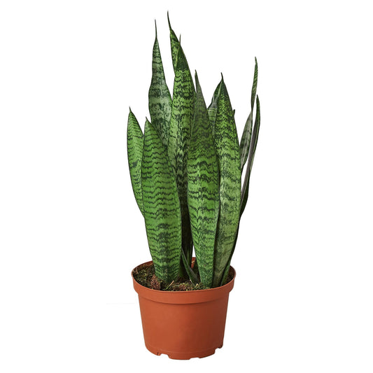 Snake Plant 'Zeylanica' | Live Plant for Indoor & Outdoor | for Living Room, Office, Bathroom | (6" Pot)