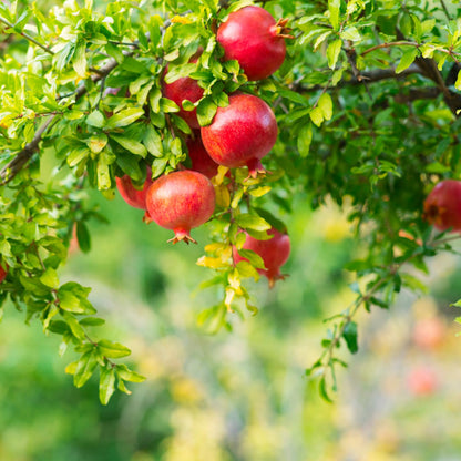 Pomegranate Plant Live, Sweet Pomegranate Plant 8-10 Inches Tall in 4'' Pot, Fruit Tree for Outdoor Growing