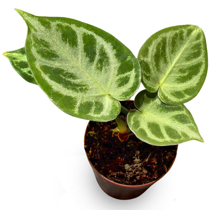 Anthurium Live Plant with 2" Planter - Anthurium Silver Blush - Easy to Care and Grow Air Purifying Indoor House Plants - Flowers for Home Office Wedding Decor & Giftable (Heat Pack Included)