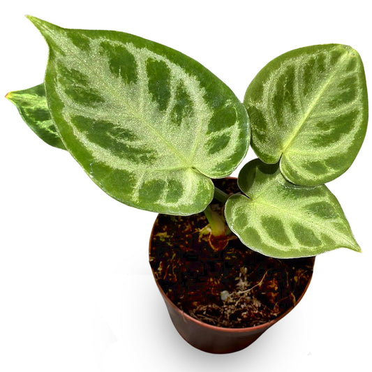 Anthurium Live Plant with 2" Planter - Anthurium Silver Blush - Easy to Care and Grow Air Purifying Indoor House Plants - Flowers for Home Office Wedding Decor & Giftable (Heat Pack Included)