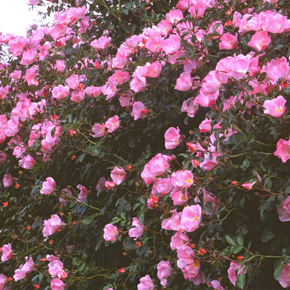 Heirloom Roses Pink Rose Bush - Carefree Delight® Live Landscape Rose Plant for Outdoor Planting