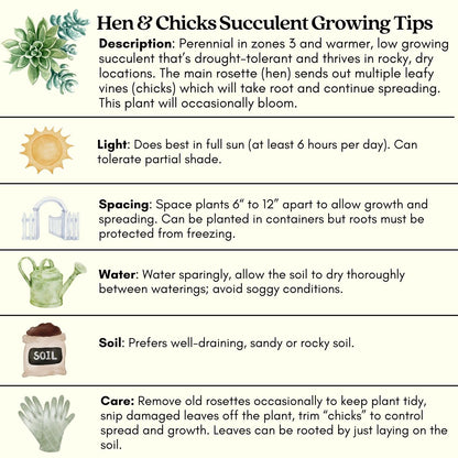 Clovers Garden Hens and Chicks Plants - Two (2) Live Plants – Non-GMO - Not Seeds - Each 4" to 8" Tall – in 4" Inch Pots - Perennial, Kid Friendly Gardening, Heat, Drought Tolerant