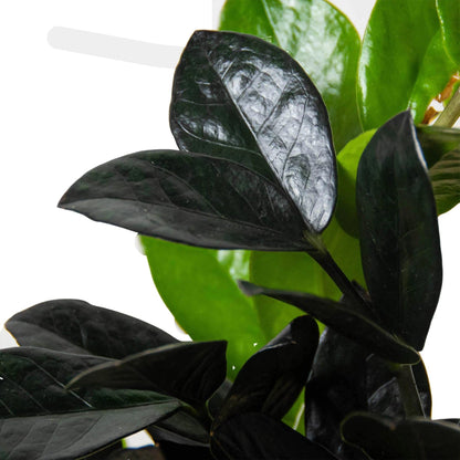 ZZ Zamioculcas 'Black Queen' | Live Plant for Indoor & Outdoor | for Living Room, Office, Bathroom | (6" Pot)