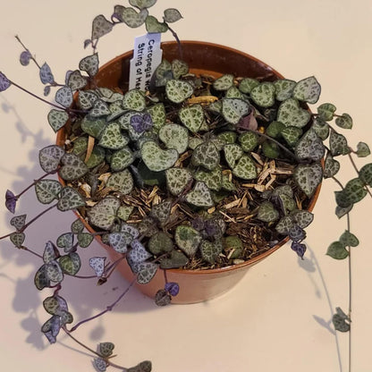 String of Hearts Plant Live – Succulents Plants Live 4” Pot | Pink Variegated String of Hearts | Suitable for Indoor Décor & Easy Care Gift