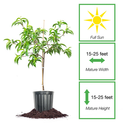 Perfect Plants White Lady Peach Tree 4-5 feet | Live Fruit Tree with Fresh White Peaches | Home Gardening