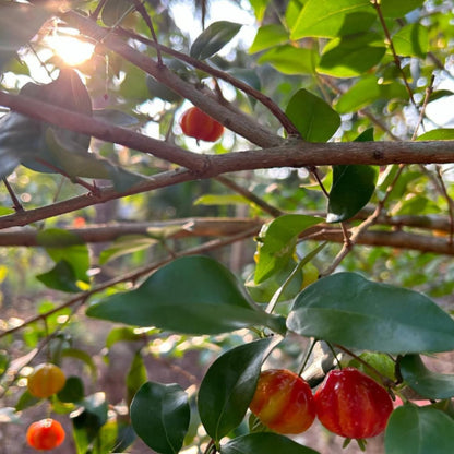 Surinam Cherry Live Plants, Sweet Fruit Tree, Cherry Bush 4-6'' Tall, Edible Fruit Tree for Garden Planting