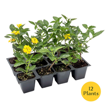 12 New Gold Lantana – Golden Yellow Flowering Shrub for Borders, Containers, & Pollinator Gardens (Lantana Camara ‘New Gold’) in 2.5″ Cubes, Live Plants