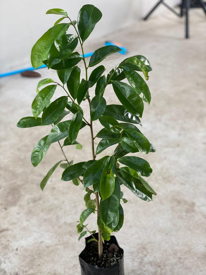 Soursop (Guanabana) 24inch-30inch Live Fruit Tree Annonamuricata