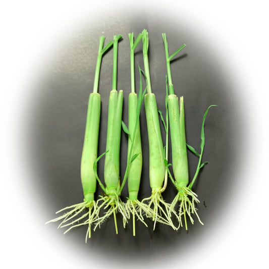 5 Lemongrass Plants 12 Inches Long, Rooted & Ready to Plant, Hydroponically Grown Lemon Grass Live Stalks, Natural Mosquito Repellent, Premium Quality Stalks Perfect for Tea and Essential Oils