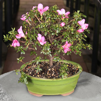 Brussel's Bonsai - Live Satsuki Azalea Flowering Bonsai Tree in Ceramic Bonsai Pot, Outdoor Bonsai Tree Live Plant, 8 Years Old, 10-14 Inches Tall, Easy Care Plant for Patio Garden (Large)
