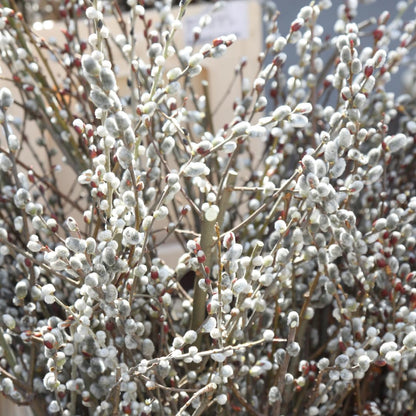 2 Dormant French Pussy Willow Trees Live Plants 6-12", Bare Root, Fast-Growing Cold Hardy, Dormant in Winter, 1 Year Old Willow