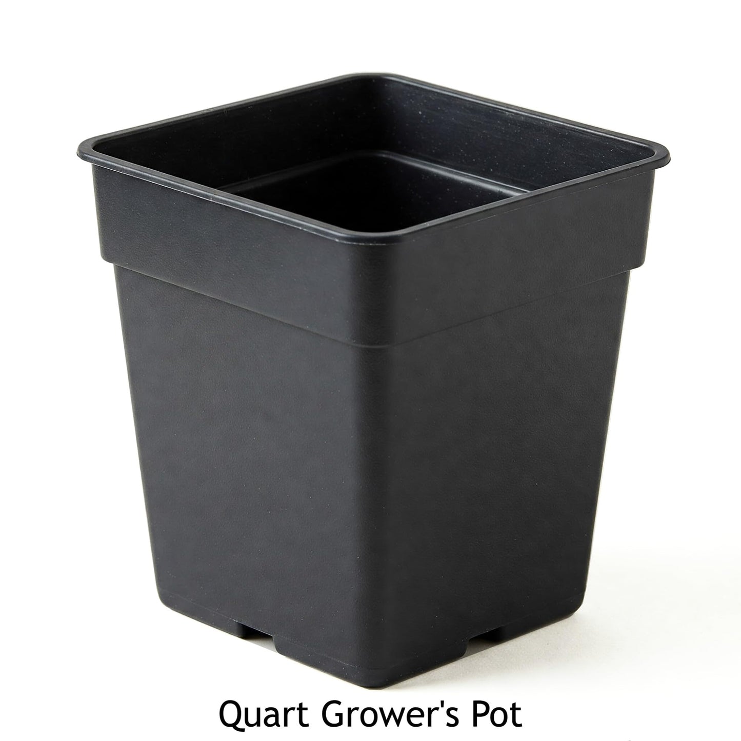 Easy to Grow Buddleia Butterfly Bush Buzz Midnight 1 Plant - Potted Perennial Flower in a Quart Pot, Summer Fragrant Dark Purple Blooms in Sun