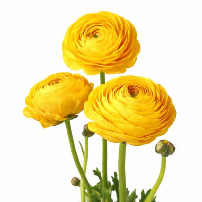 Easy to Grow Yellow Ranunculus 10 Flower Bulbs - Spring Bright Yellow Tecolote Buttercup Blooms in Sun, Carlsbad Flower Fields, Great for Cutting