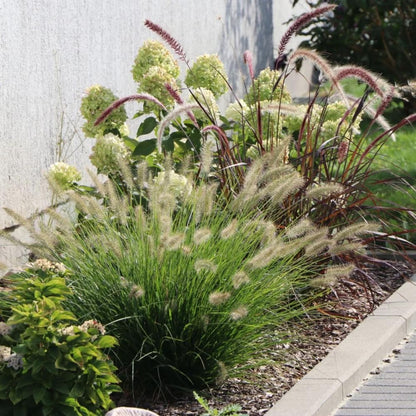 Set 3 Fountain Grass Plants Live Clumps for Planting Your Garden, 4-8 Inch Tall, Ornamental Grasses Live Plants Perennial (Dwarf White Fountain Grass)