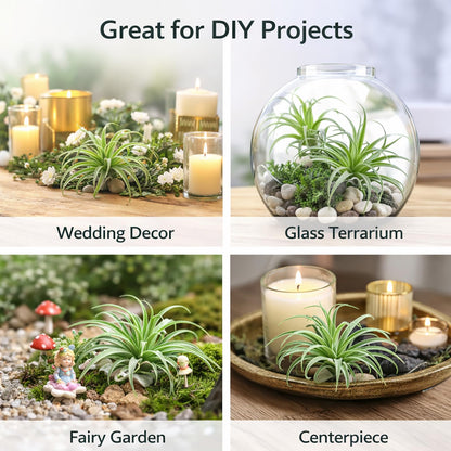2 Pack Artificial Air Plants, Realistic Looking Faux Tillandsia Succulents Plants for Home Decor, Indoor Outdoor Garden, Terrarium, Office Desk, Wedding Displays (Green)