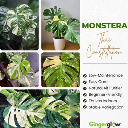 Thai Constellation Monstera Live Plant, 4 Inch Pot, Potted Variegated Monstera Deliciosa, Rare Cream and Green Indoor Plant for Home and Office