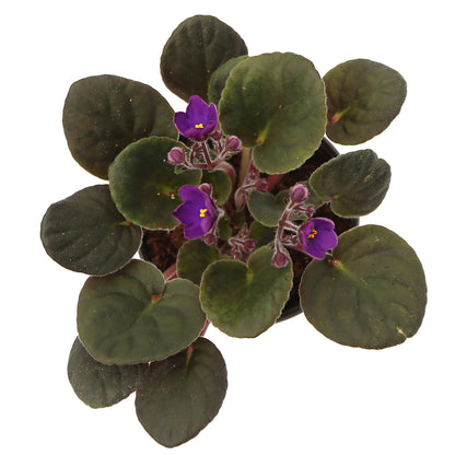 Live Combo 4 Plants African Violets, Blooming Plant, Plant Lover Gift, Housewarming Gift, Birthday Gift, Floral Arrangements, Thank You Gift in 4" Pots