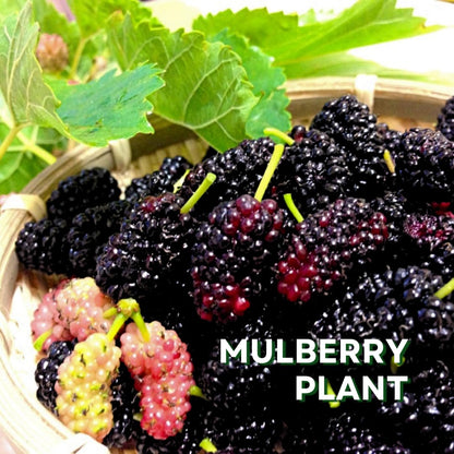 Mulberry Tree Live Plant 5 to 8 Inch Height, Everbearing Mulberry Bush Live Plant to Grow, Mulberry Plant Live (Dwarf Mulberry)