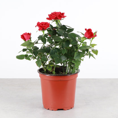 Thorsen's Greenhouse Mini Rose Bush, Spring Blooming Live Plant, Suprise Bloom Color, 4" Diameter Plant (Nursery Pot)