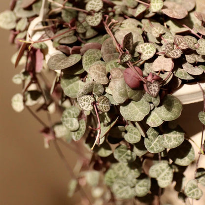 String of Hearts Plant Live | Different Houseplants in 6 Inch Pot | Fast-Growing Trailing Houseplant | Suitable for Home & Office Decor | Fully Rooted Trailing Houseplant for Indoor Décor & Easy Care