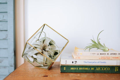 Air Plant Shop Festive Terrarium Air Plants - Wholesale and Bulk - Succulents - Live Tillandsia - Easy Care Indoor and Outdoor House Plants