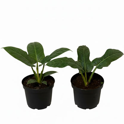 LEAL PLANTS ECUADOR Philodendron SP Napo (Pack of 2)| Heart-Shaped Green House Plant for Indoor Decor | Live Tropical Plant for Home or Office | Elephant Ear Plants