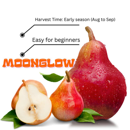 9 Months Old Pear Tree Live Plant for Spring Planting, Red-Yellow Green Pears 8-10 Inches in Tall, No Pot, Dormant in Winter, No Leaf, Cold Hardy Pear Home Orchard Yard